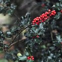 Ilex aquifolium